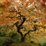 Autumn walk through Portland Japanese Garden