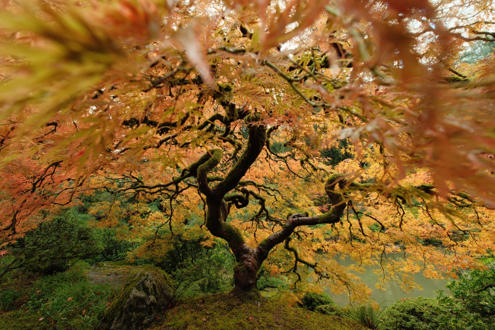 You are currently viewing Autumn walk through Portland Japanese Garden